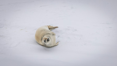 Exploration Day in Weddel Sea (Sea Ice Landing)